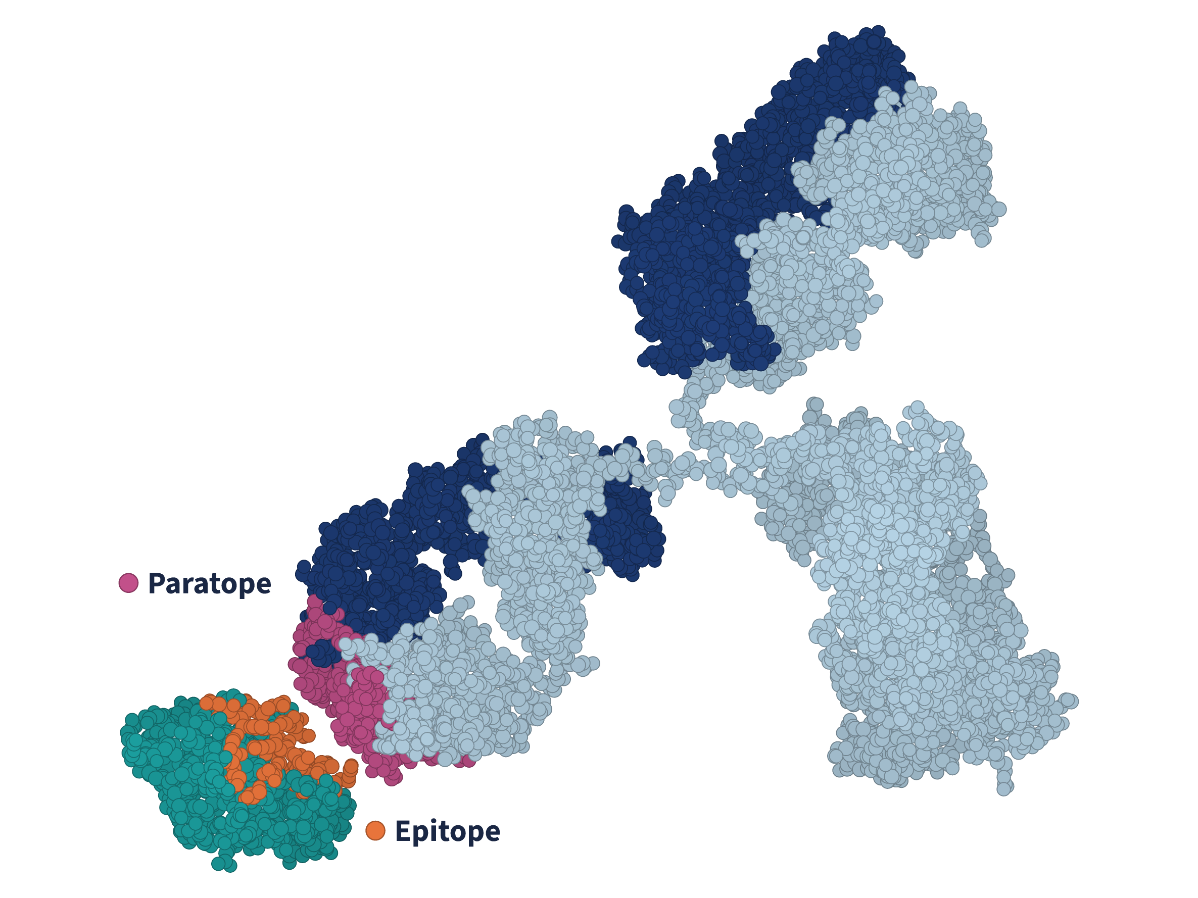 Antibody bound to its antigen, with the paratope on the antibody and the epitope on the antigen highlighted where they meet.