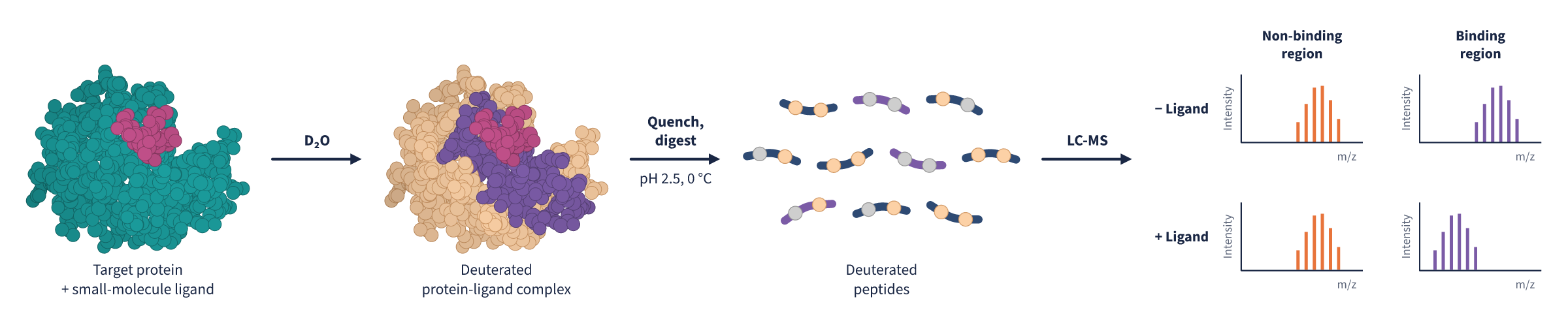 Ligand binding by HDX-MS: the complex is labeled in D2O and digested, and peptides in the binding region take up less deuterium when the ligand is bound.